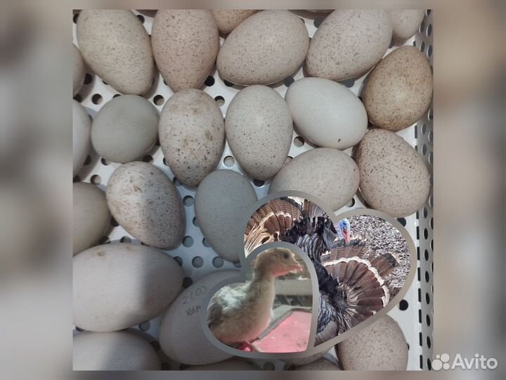 Индюшата, икубационное яйцо индюков