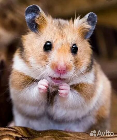 Передержка грызунов