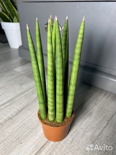 Сансевиерия цилиндрика