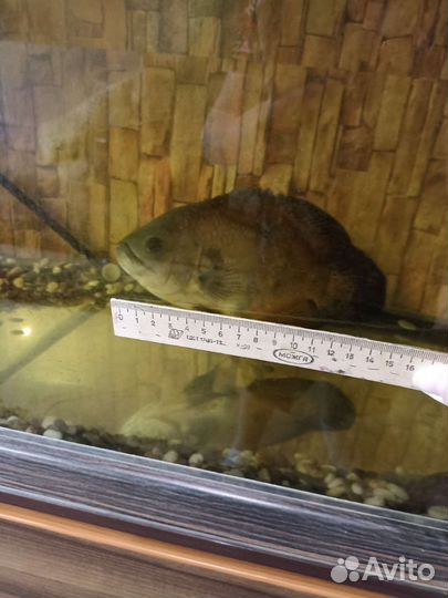 Остронотус- аквариумная рыба