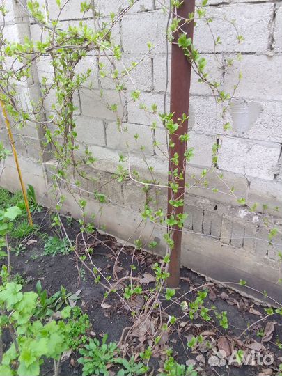 Лимонник, элеутерококк