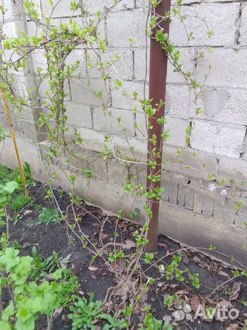 Лимонник, элеутерококк