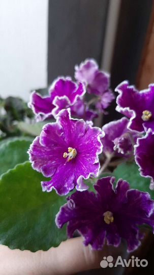 Узумбарская фиалка