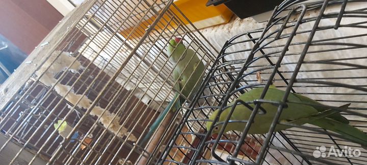 Ожереловые попугаи