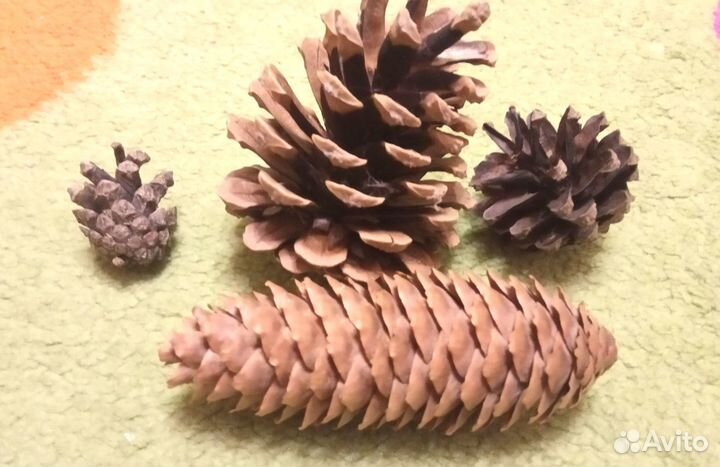 Шишки сосновые для поделок и декора