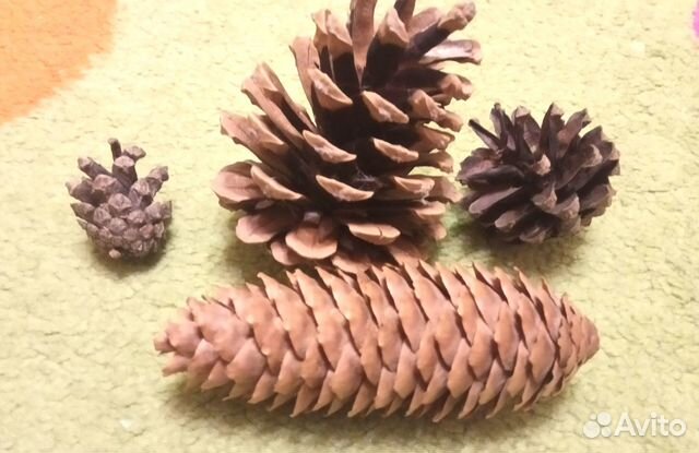 Шишки сосновые для поделок и декора