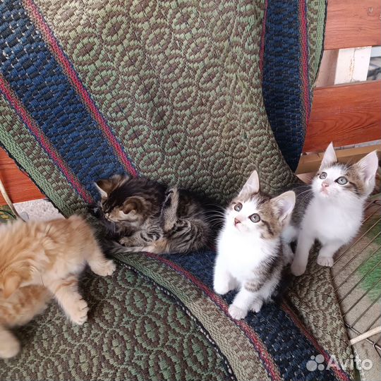 Котята в добрые руки