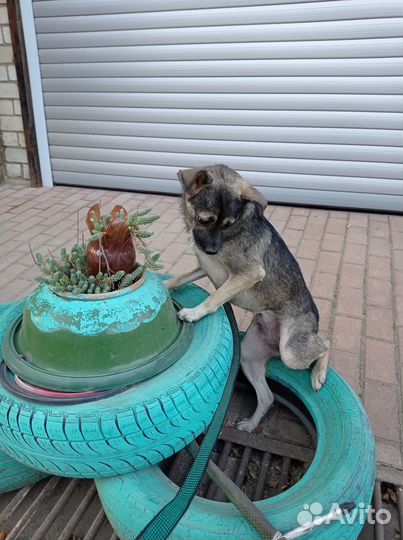 Собака в добрые руки