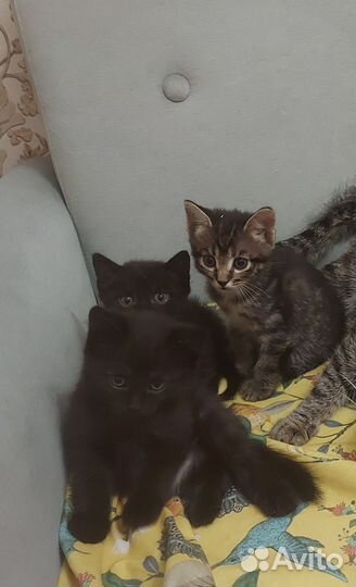 Отдам котят