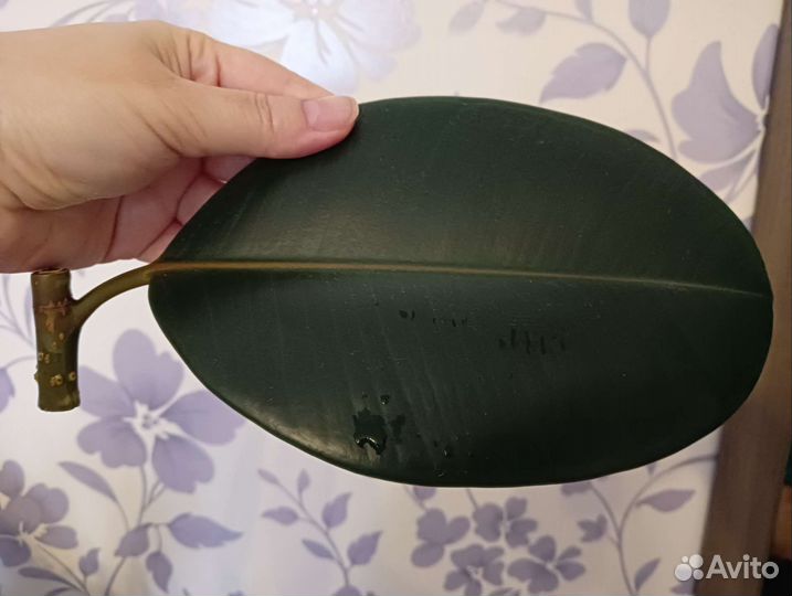 Фикус каучуконосный