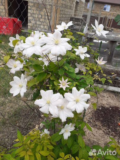 Саженцы клематиса