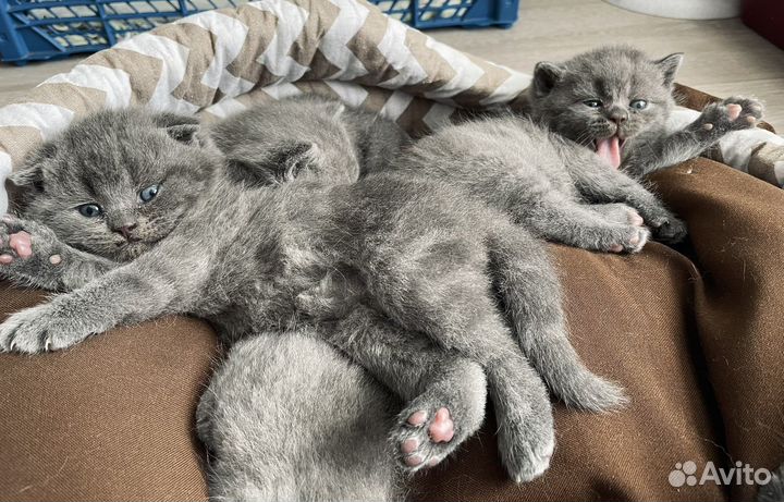 Британские котята