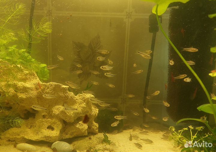 Севильи, Голубоглазки, Пигмеи, папоротники