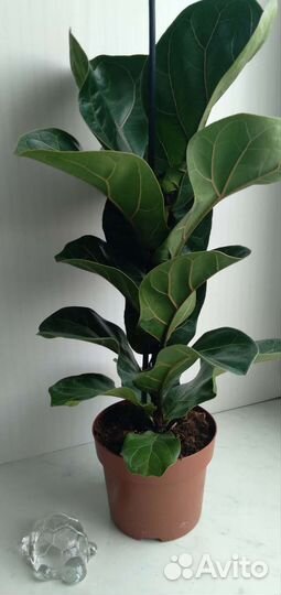 Фикус лирата бамбино