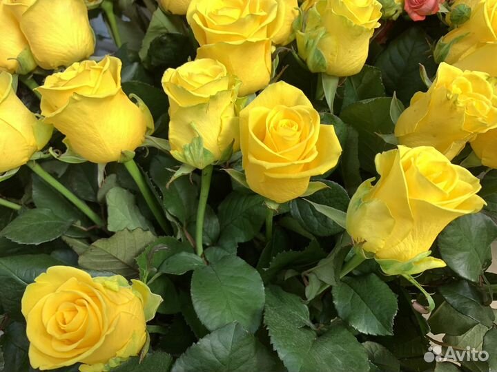 Желтые розы Доставка цветов