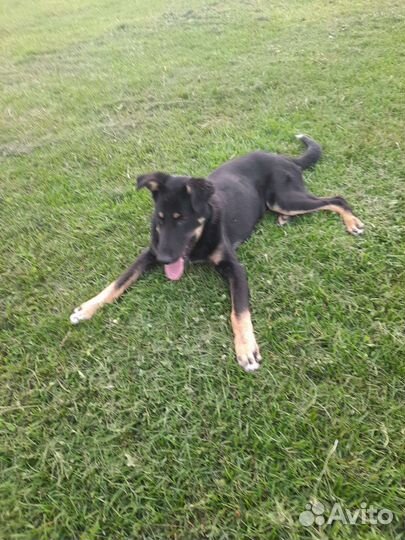 Собака в добрые руки