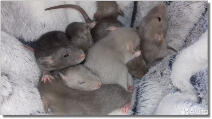 Крысята Дамбо. Крысы кофейные, молочные. Питомник