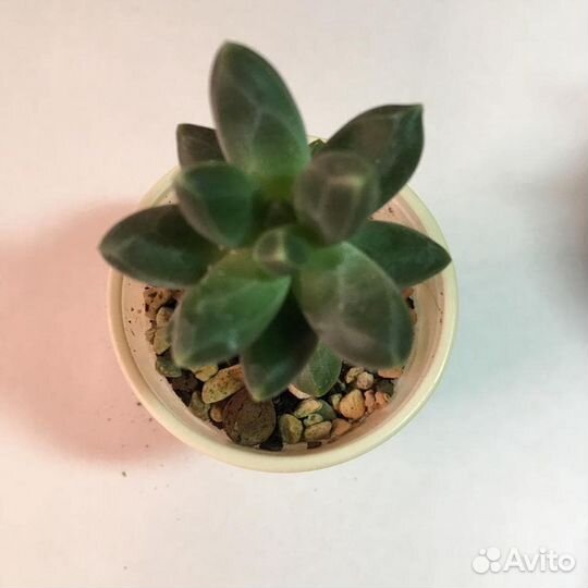 Гуерния в ассортименте