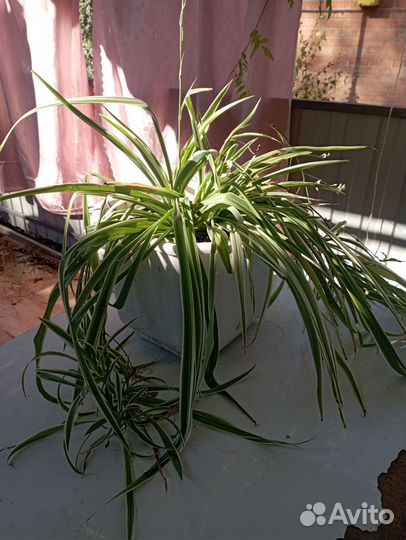 Хлорофитум