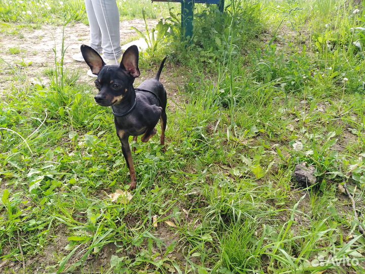 Случка собак