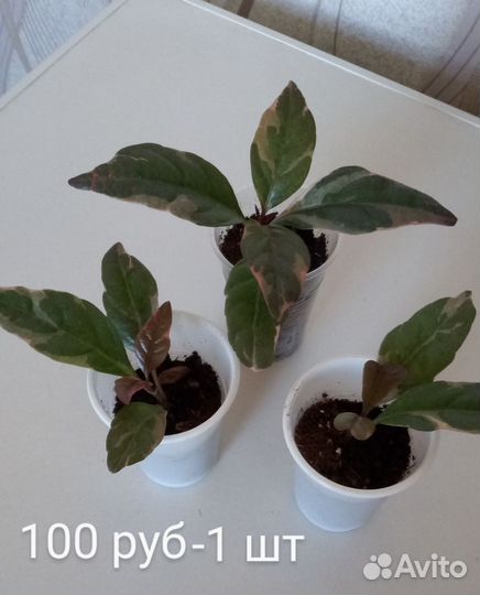 Строманта, псевдоэрантемум и другие