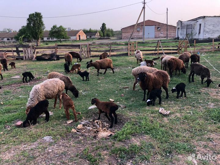 Овцы бараны ягнята