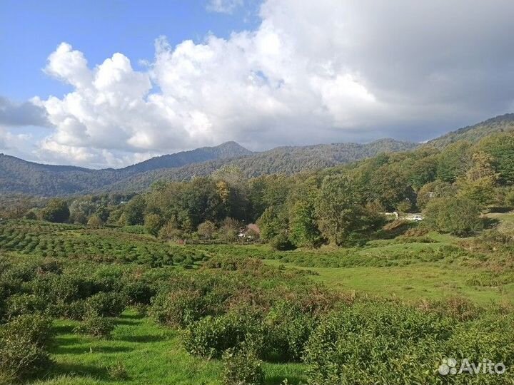 Экскурсия — Сочи — Знакомство с Воронцовскими пеще