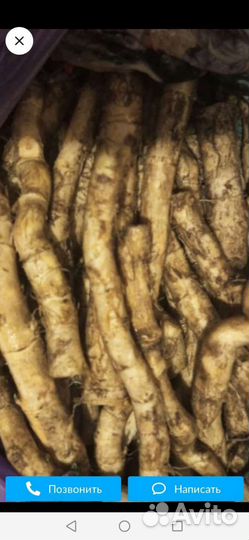 Корень хрена