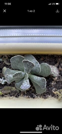 Адромискус Купера