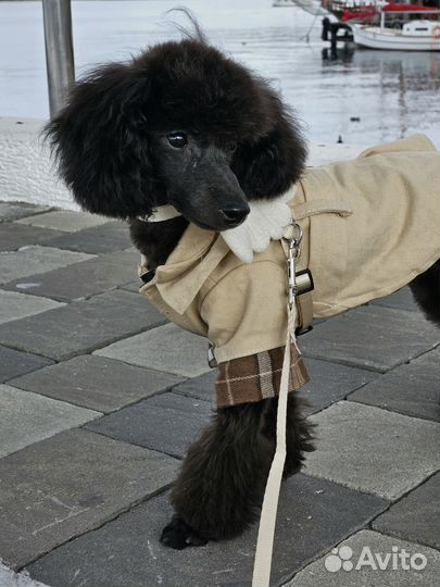 Щенок той-пуделя