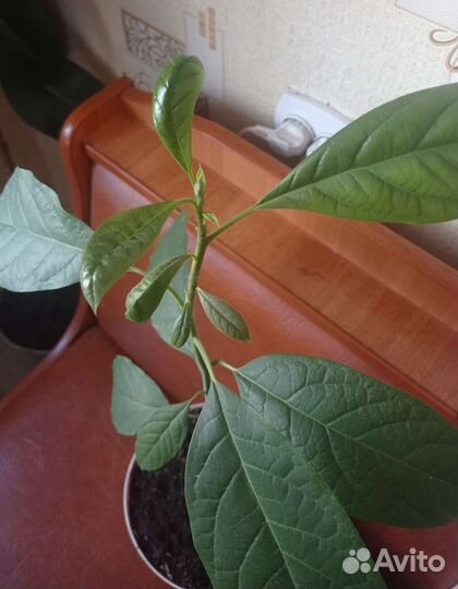 Авокадо дерево