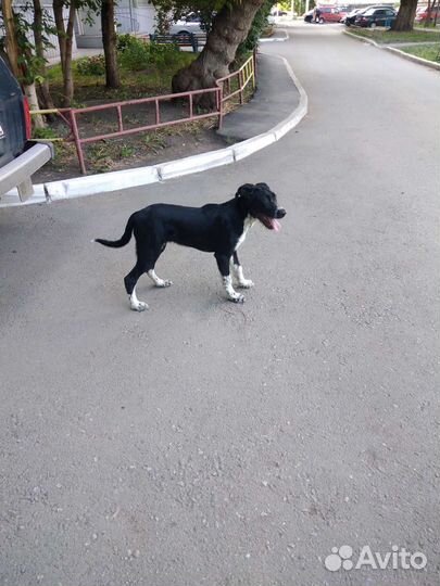 Собачка щенок примерно 3-4 но большой