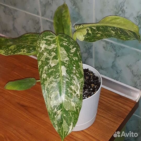 Филодендрон 9 сортов