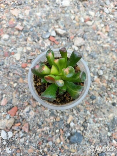 Крассулы древовидные. 5 разных сорта
