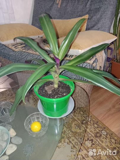 Рэо и Хлорофитум