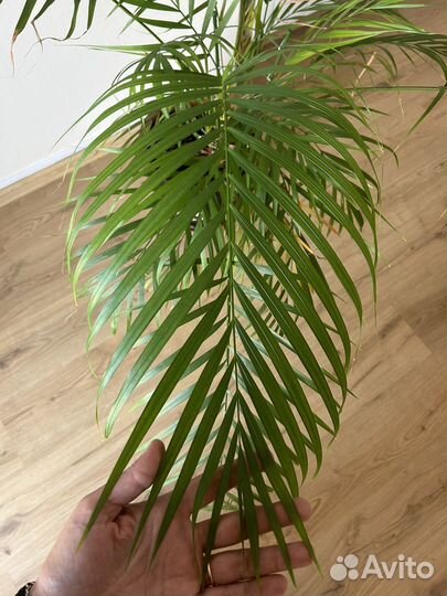 Цветок в горшке