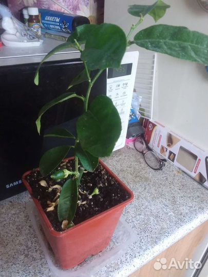 Лимон Мейра с лимоном