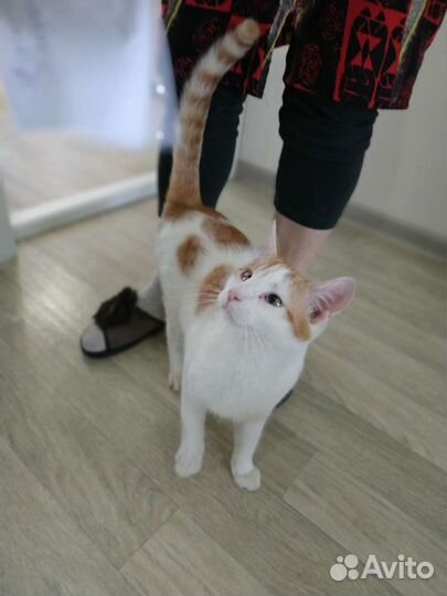 Котенок в добрые руки