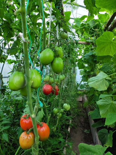 Дом 35 м² на участке 17 сот.