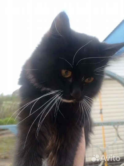 Котики бесплатно в добрые руки