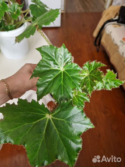 Бегония декоративно лиственная