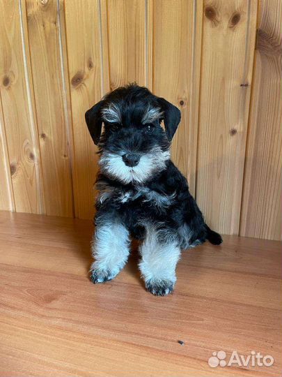 Щенки цвергшнауцера черные с серебром
