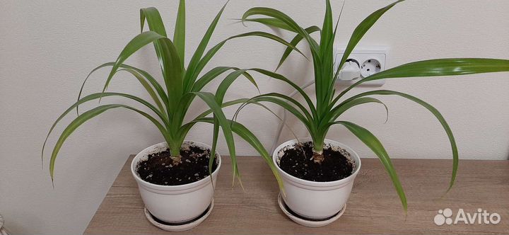 Цветы парой