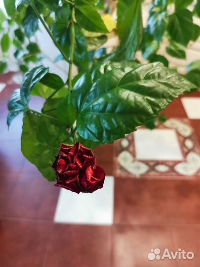 Цветок. Китайская роза