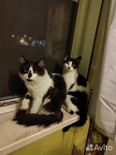 Черно белый котенок