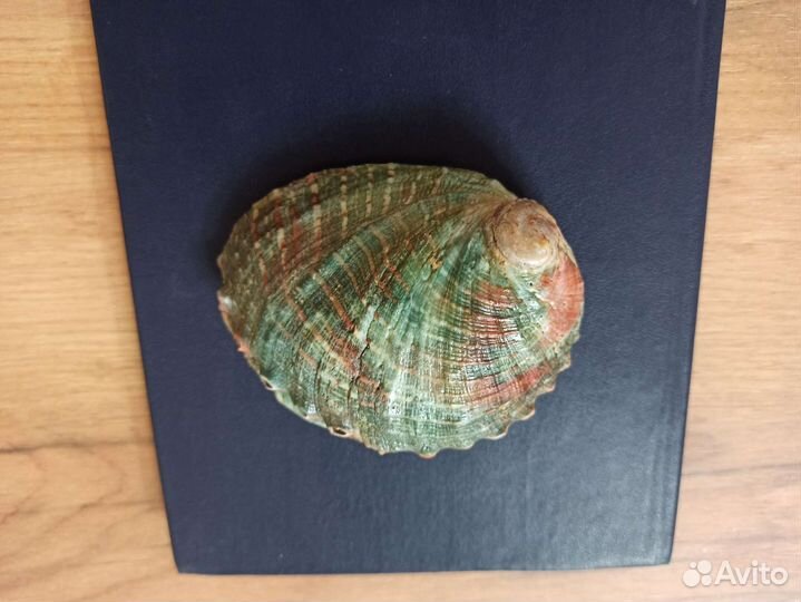 Морская раковина