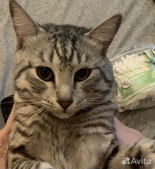 Отдам кота в добрые руки
