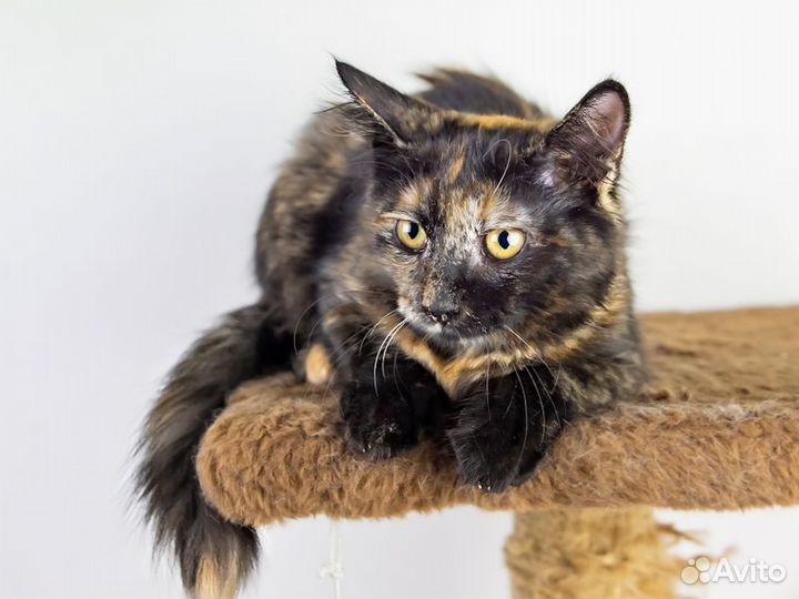 Кошечка в добрые руки,4,5 месяца