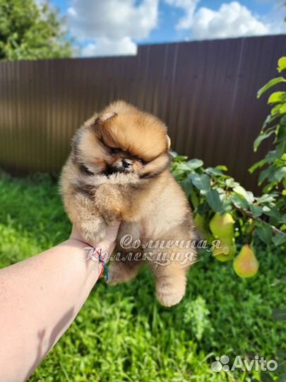 Шпиц померанский девочка РКФ