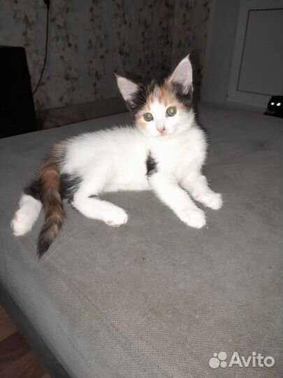Трехцветный котенок девочка